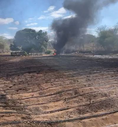 Operação destrói plantação de 40 mil pés de maconha na Paraíba