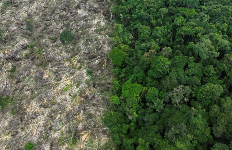 Desmatamento na Amazônia cai pela metade e sobe 43% no Cerrado em 2023