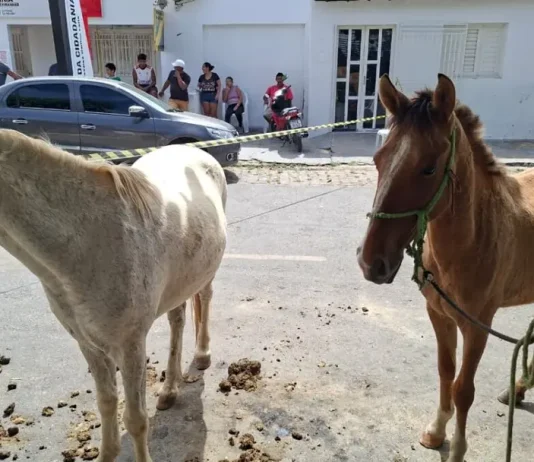 Agricultor morre após ser arremessado por cavalo