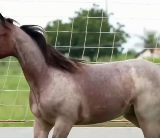 Traficantes usam leilões de cavalo e agenciamento de shows de forró para lavar dinheiro