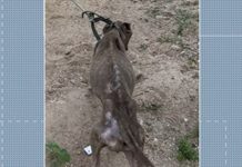Homem é preso, suspeito de maus-tratos contra cachorro